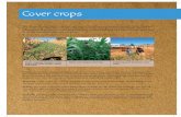 Cover crops - Grain SA Home