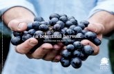 a bountiful harvest - Saratoga PLAN