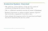 Endocrine System: Overview - Semantic Scholar