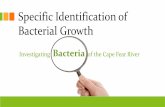 Specific Identification of Bacterial Growth