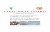 CAMEL DERMAL MYCOSES