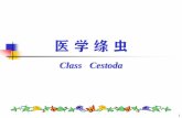 Class Cestoda - fjmu.edu.cn