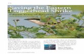 176 Saving the Eastern Loggerhead Shrike