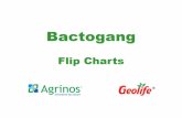 BACTOGANG FLIP CHART PPT 20072016 - Geolife Group