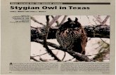 Stygian Owl in Texas - sora.unm.edu