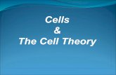 Cells The Cell Theory - Weebly