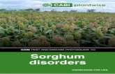 CABI PEST AND DISEASE PHOTOGUIDE TO Sorghum disorders