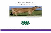 Tips and Tricks to Developing Dairy Cows
