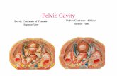 Pelvic Peritoneum & Diaphragm