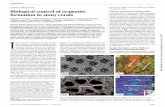 Biological control of aragonite formation in stonycorals