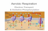 Electron Transport & Oxidative Phosphorylation