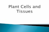 Plants have specialized cells