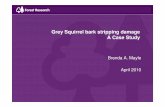 Grey squirrel damage - A case study