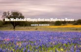 Six Medicinal Plants that are Native to Texas