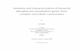 Isolation and characterization of bacterial phosphorous ...