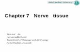 Chapter 7 Nerve tissue - ahmu.edu.cn