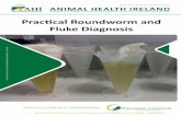 Practical Roundworm and Fluke Diagnosis - Killaloe Vets