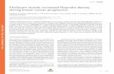 FiloQuant reveals increased filopodia density during ...