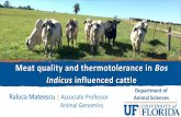 Meat quality and thermotolerance in Bos Indicus influenced ...