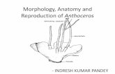 Morphology, Anatomy and Reproduction of Anthoceros