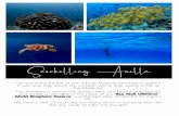 Snorkelling Amilla