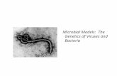 Microbial Models: The Genetics of Viruses and Bacteria