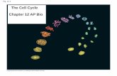 The Cell Cycle Chapter 12 AP Bio - cflsap.files.wordpress.com