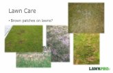 Brown patches on lawns? - Kiwicare