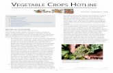 Aphids on Cucurbits - Vegetable Crops Hotline