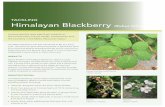 TACKLING Himalayan Blackberry