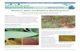 Blueberry Aphid and Blueberry Shoestring Virus