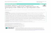 LncRNA IMFlnc1 promotes porcine intramuscular adipocyte ...