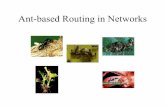 Ant-based Routing in Networks