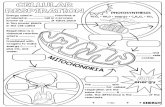 Cellular Respiration Doodle Notes - madison-schools.com
