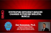 DYSTROPHIN DEFICIENCY-INDUCED CHANGES IN PORCINE …