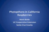 Phytopthora in California Raspberries