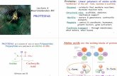PROTEINS mechanical support