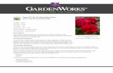 GardenWorks Tess Of The D'Urbervilles Rose