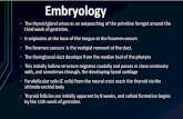 Embryology - un.uobasrah.edu.iq