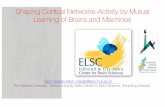 Shaping Cortical Networks-Activity by Mutual Learning of ...