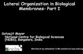 Lateral Organization in Biological Membranes- Part I