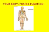 YOUR BODY: FORM & FUNCTION