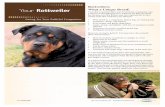 Rottweilers: What a Unique Breed!
