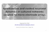 Network dynamics and functional connectivity in neuronal ...