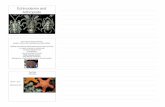 Echinoderms and Arthropods copy - Weebly