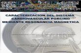 CHARACTERIZATION OF THE PORCINE CARDIOVASCULAR …