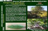 World Magnolia Adventures Magnolia pacifica: EN