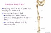 Bones of lower limbs - homepage.ntu.edu.tw
