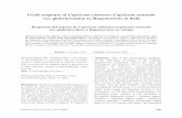 Graft response of Capsicum chinense Capsicum annuum