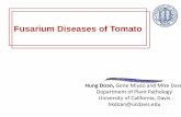 Fusarium Diseases of Tomato - Vegetable Crops